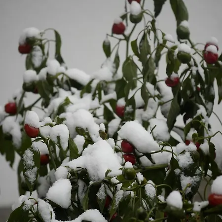 Filipponi's Traeumli Apartment *