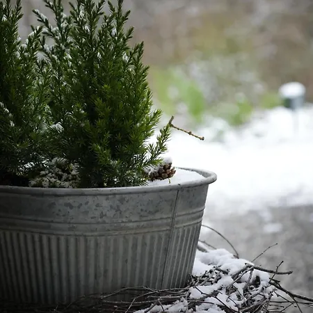 Filipponi's Traeumli * Ruthi