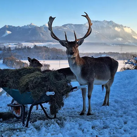 Filipponi's Traeumli *