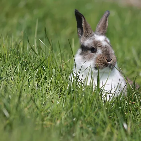 Filipponi's Traeumli * Ruthi