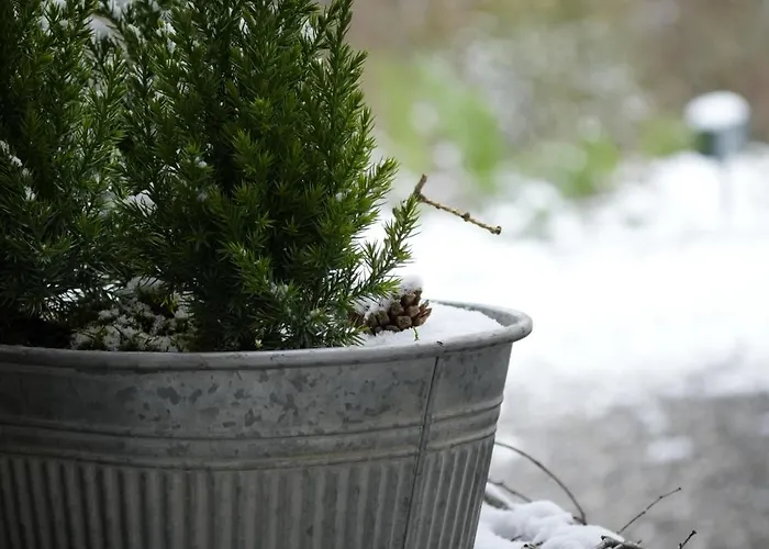 Filipponi's Traeumli * Ruthi