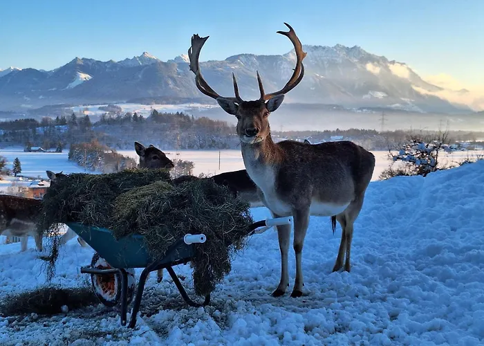 Filipponi's Traeumli *