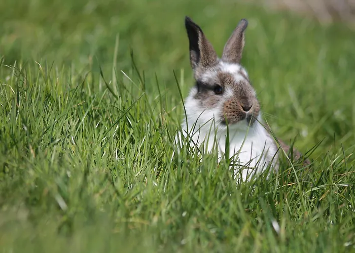 Filipponi's Traeumli * Ruthi