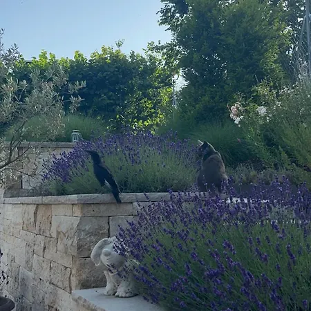 Filipponi's Traeumli Ruthi