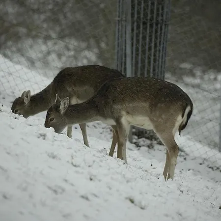 Filipponi's Traeumli